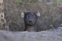 Spotted Hyena {Crocuta crocuta} 2-3 week cub with skin mange peeking out of den, Masai Mara Conservancy, Kenya