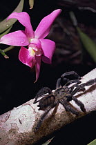 Tarantula spider {Psalmopoeus sp} beside {Catleya superba} orchid flower, Amazonia, Venezuela