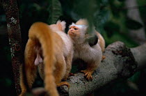 Silky marmosets {Callithrix humeralifer chrysoleuca} aggression, Amazonia, Brazil
