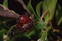 {Camponotus sp} ants opening fruit of {Codonanthe sp} to get at seeds, plant grown in ant garden, Amazonia, Brazil