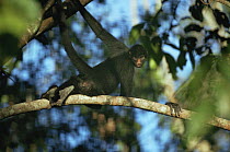 Spider monkey {Ateles belzebuth chamek} male resting in canopy, Amazonia, Brazil
