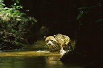 Wild Jaguar {Panthera onca} crossing stream in rainforest, Amazonia, Brazil