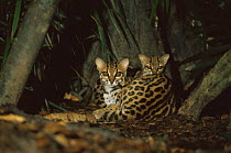 Margay cat {Felis wiedi}  pair at night in rainforest, Amazonia, Brazil