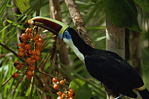 Channel billed toucan {Ramphastos vitellinus} feeding fruit in rainforest, Amazonia, Brazil