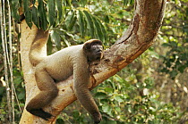 Woolly spider monkey {Brachyteles arachnoides} resting in rainforest tree, Amazonia, Brazil