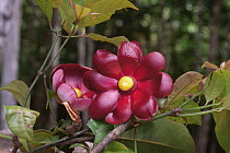 {Clusia insignis} flower in rainforest canopy, Amazonia, Brazil