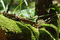 Fer de Lance / Lancehead snake {Bothrops asper} in rainforest, Amazonia, Brazil