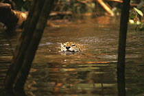 Wild Jaguar {Panthera onca} swimming across river in flooded rainforest, Amazonia, Brazil