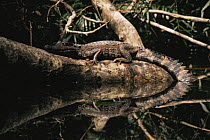 Spectacled caiman {Caiman crocodilus} on log reflected in water in rainforest, Amazonia, Brazil