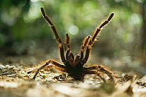 Tarantula spider {Theraphosa leblondi} with legs raised in defense in rainforest, Venezuela