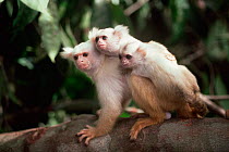 Silky / Golden white tassel ear Marmoset (Callitrix humeralifer chysoleuca) / {Mico chrysoleuca} male carrying three week twin infants, Amazonia, Brazil
