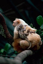 Silky / Golden white tassel ear Marmoset (Callitrix humeralifer chysoleuca) / {Mico chrysoleuca} adult carrying baby on back, Amazonia, Brazil