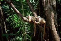Silky / Golden white tassel ear Marmoset (Callitrix humeralifer chysoleuca) / {Mico chrysoleuca} pair in rainforest canopy, Amazonia, Brazil