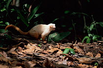 Silky / Golden white tassel ear Marmoset (Callitrix humeralifer chysoleuca) / {Mico chrysoleuca} on rainforest floor, Amazonia, Brazil
