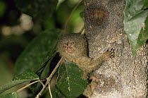 Pygmy marmoset {Cebuella / Callithrix pygmaea} Amazonia, Brazil