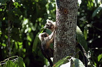 Maues marmoset {Mico / Callithrix pygmaea} pair on rainforest tree, Amazonia, Brazil