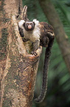 Maues marmoset {Mico / Callithrix pygmaea} in rainforest, Amazonia, Brazil