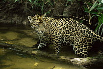 Wild Jaguar male in creek (Panthera onca) Amazonia Brazil