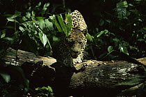 Wild Jaguar stalking through the undergrowth (Panthera onca) Amazonia Brazil