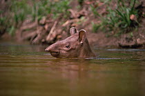 Brazilian tapir juvenile swimming in forest creek (Tapirus terrestris) Amazonia, Brazil