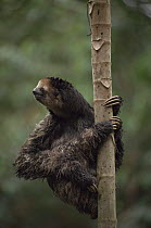Pale throated sloth (Bradypus tridactylus) climbing Cercropia tree, forest gap specialist, Amazonia, Brazil