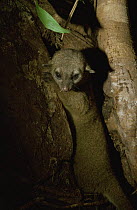 Kinkajou (Potos flavus) leaving tree nest hole at night, Amazonia, Brazil