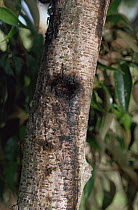 Signs of Marmoset feeding by gouging holes in tree, sap visible, Amazonia, Brazil