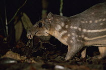 Paca collecting leaf litter to close den entrance as it leaves at dusk (Agouti paca) Amazonia, Brazil