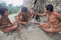 Group of Matis hunters using poison arrow frog to annoint their arrows for hunting, facial decorations mimic jaguar, Amazonia, Brazil