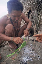 Matis hunter using poison arrow frog to annoint arrow head for hunting; facial decorations mimic jaguar, Amazonia, Brazil
