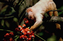 Silky marmoset (Callithrix humeralifer chrysoleuca) feeding on Guarana llana fruit, Amazonia, Brazil
