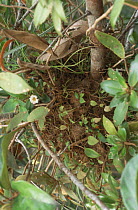 Ant garden in Mollia tree; seeds from which plants in "garden" grow are brought up to the nest by the ants themselves, Amazonia, Brazil