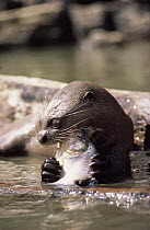 Giant otter (Pteronura brasiliensis) feeding on Piranha fish, Amazonia, Brazil
