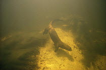 Giant otter (Pteronura brasiliensis) hunting for fish underwater, Amazonia, Brazil