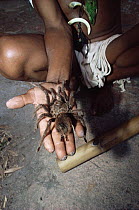 A Piaroa Indian holding dead Giant tarantula (Theraphosa leblondi) before cooking it, Venezuela