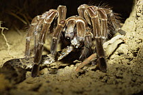 Giant tarantula (Theraphosa leblondi) eating Fer de lance snake (Bothrops asper) Venezuela