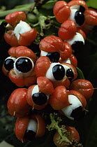 Fruit of (Guarana) llanas, Amazonia, Brazil
