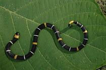 Unknown snake species, Amazonia, Brazil