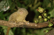 Pygmy marmoset in tree (Callithrix pygmaea) Brazil
