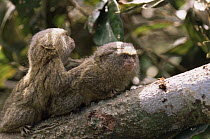 Two Pygmy marmosets in tree (Callithrix pygmaea) Brazil