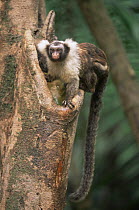 Santarem tassel eared marmoset (Callithrix humeralifer) at drinking hole in tree, Amazonia, Brazil