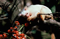 Silky marmoset (Callithrix humeralifer chrysoleuca) feeding on Guarana fruit in tree, Amazonia, Brazil