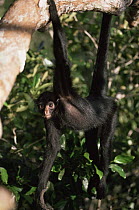 Red face spider monkey (Ateles paniscus chamek) hanging from tree using prehensile tail, Amazonia, Brazil