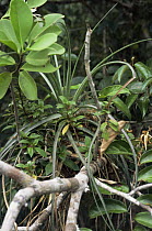 Ant garden showing profusion of plants growing up in tree including Bromeliads, all planted by (Camponotes) ants, Amazonia, Brazil