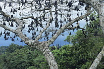 Seed pods of Parkia tree hang down (Parkia pendula) Amazonia, Brazil