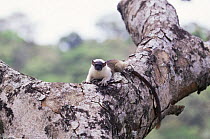 Bare faced / Pied tamarin (Saguinus bicolor) sitting up in tree, Amazonia, Brazil