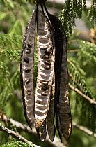 Parkia tree pod opened to reveal seeds (Parkia pendula) Amazonia, Brazil