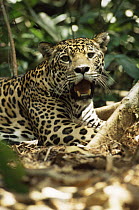 Wild Jaguar (Panthera onca) Amazonia, Brazil