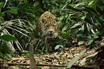 Wild Jaguar stalking through forest (Panthera onca) Amazonia, Brazil
