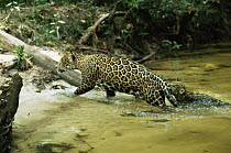 Female Jaguar crossing creek with cub biting her tail (Panthera onca) Amazonia, Brazil. Captive.